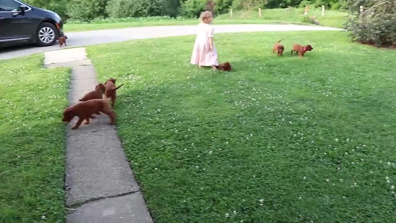 Irish Setter dogs for sale: Benjamin - Video 1