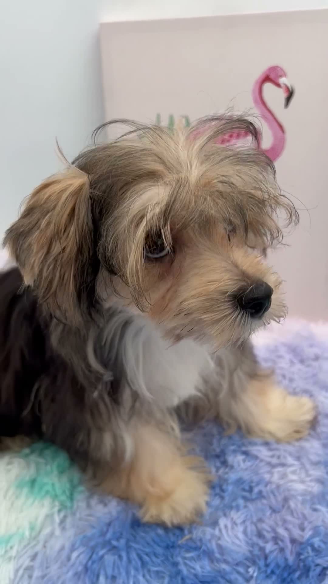 Morkie dogs for sale: Aspen - Video 1