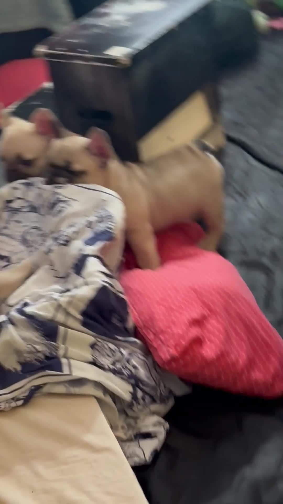 French Bulldog dogs for sale: French Bulldog 6 butterball - Video 3