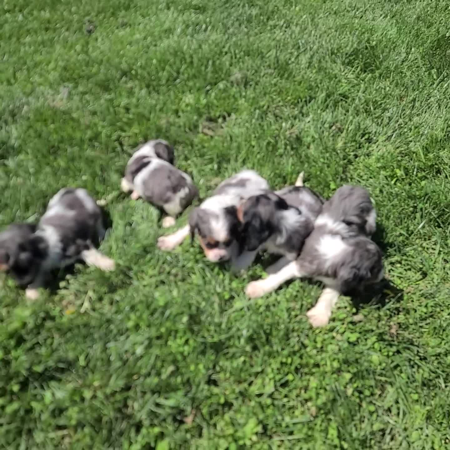 Mixed Breed dogs for sale: Ace - Video 2