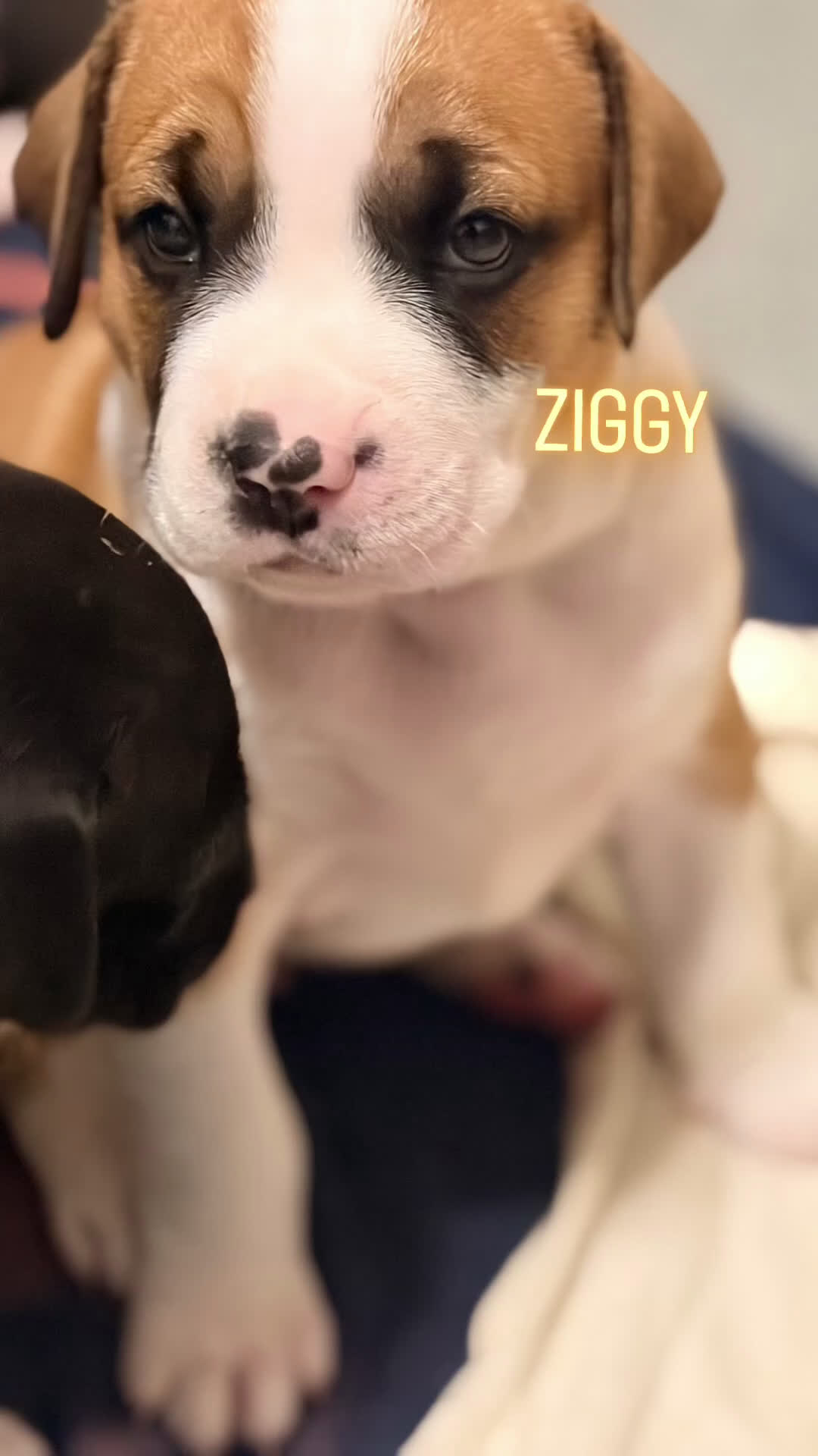 Mixed Breed dogs for sale: Mixed Breed Puppy 1 - Video 2