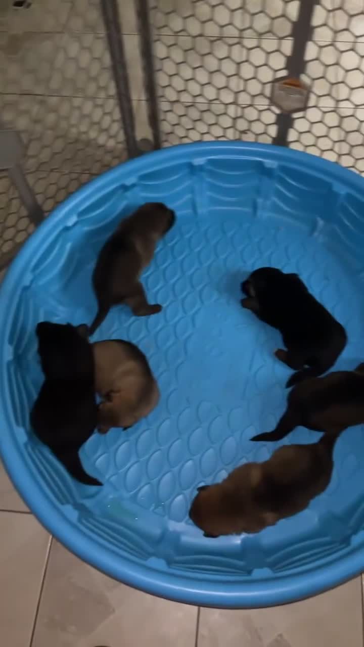 German Shepherd dogs for sale: German Shepherd 4 - Video 1