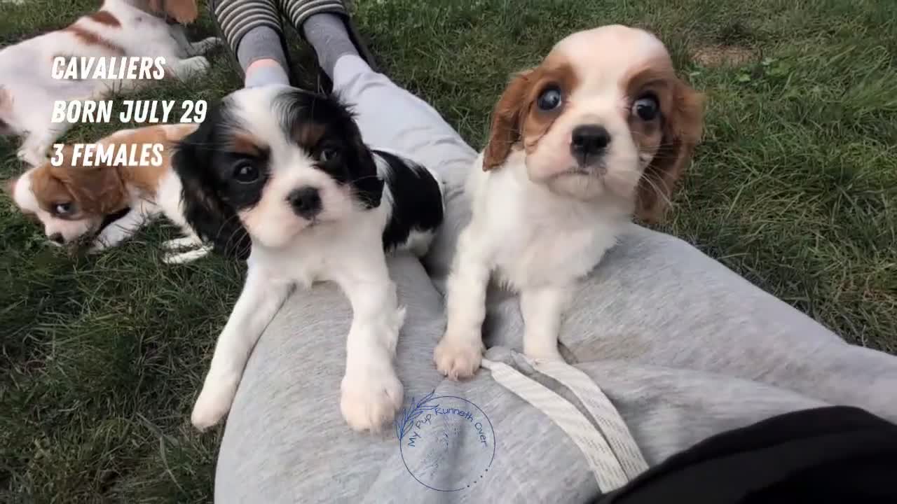 Cavalier King Charles Spaniel dogs for sale: Ruby - Video 2