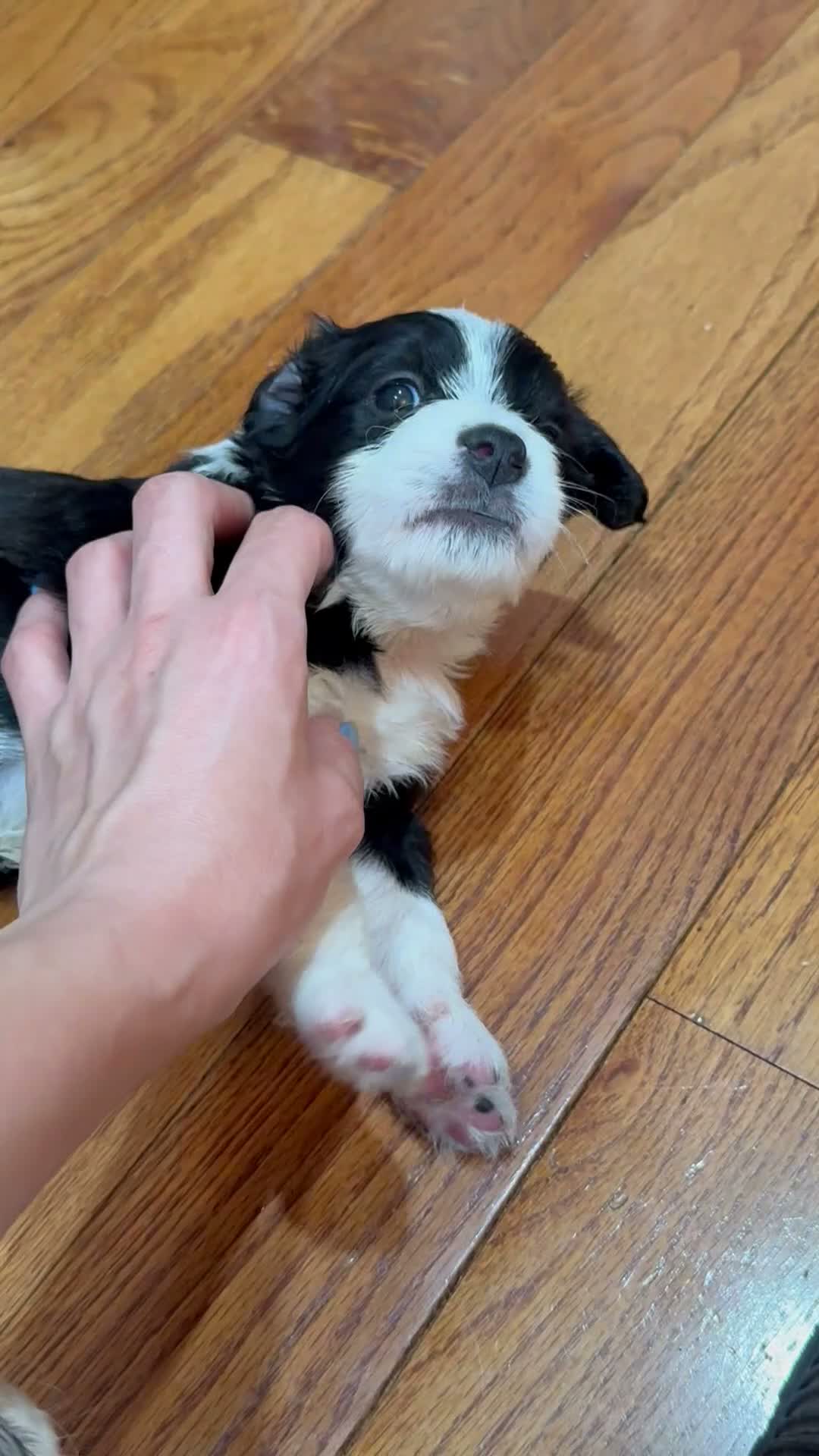 Mixed Breed dogs for sale: Panda - Video 1