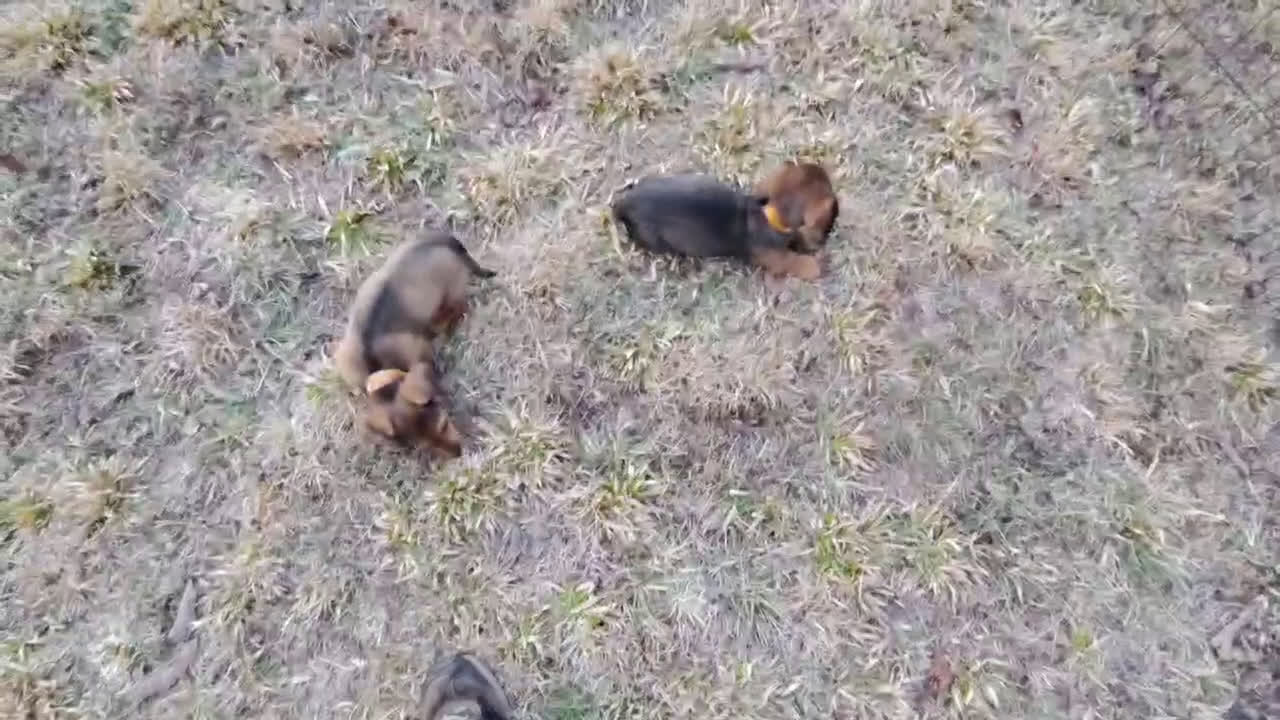 Miniature Dachshund dogs for sale: Miniature Dachshund Puppy 1 - Video 1