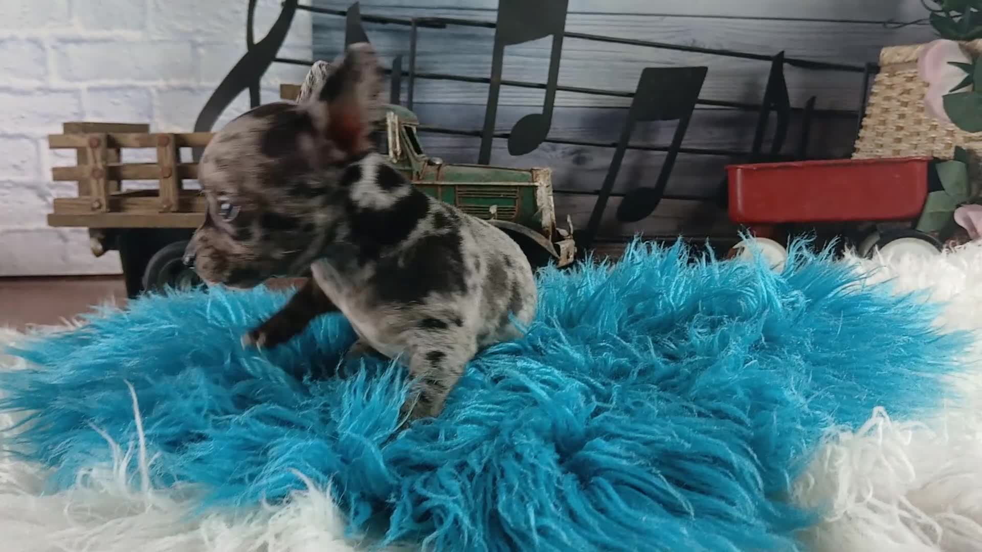 Chihuahua dogs for sale: Mouses blue merle boy - Video 1