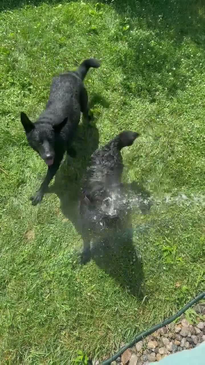 German Shepherd dogs for sale: Lighter sable boy - Video 2