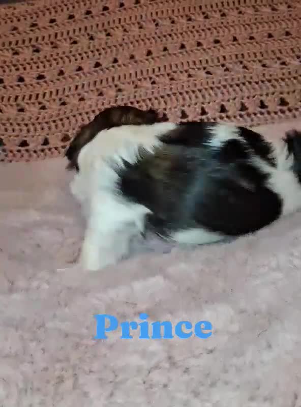 Shih Tzu dogs for sale: Prince - Video 1