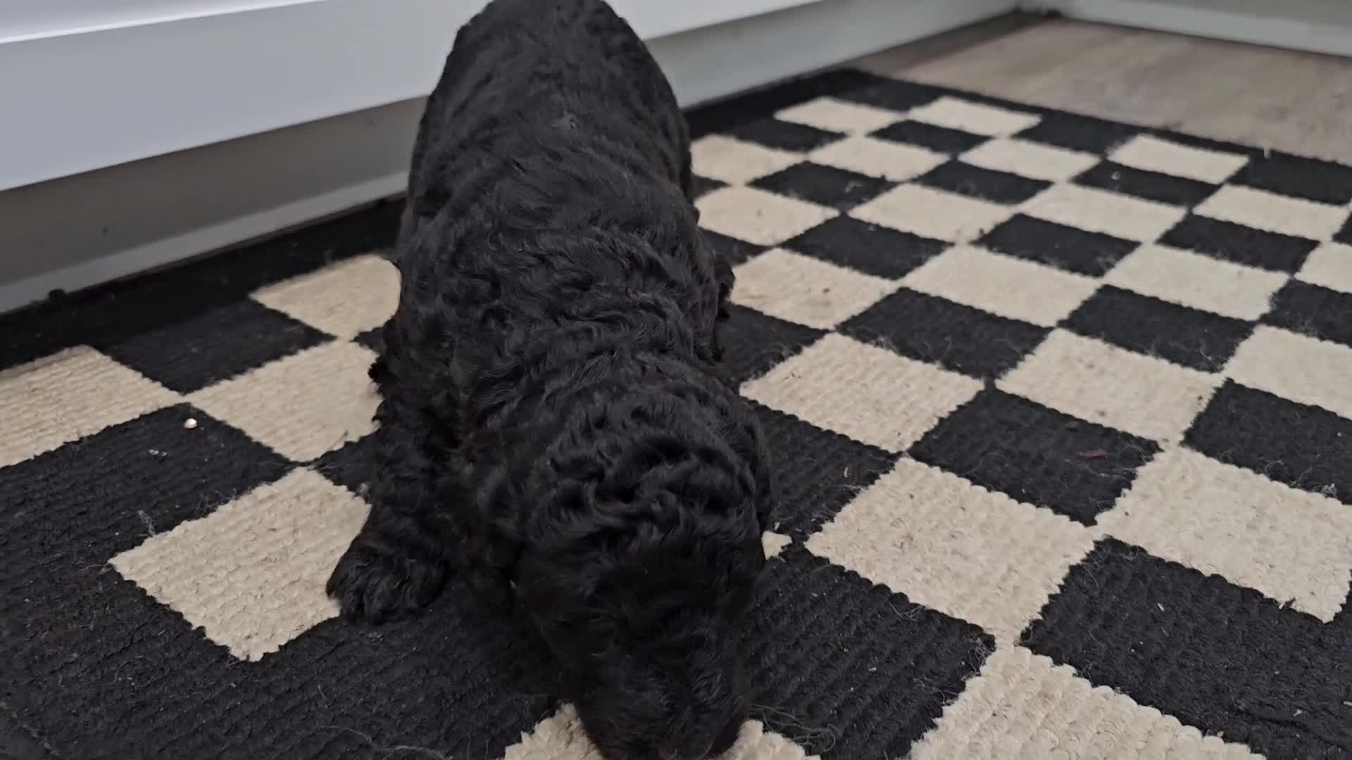 Standard Poodle dogs for sale: Ember - Video 1