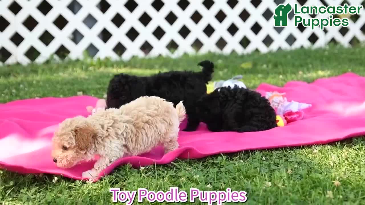 Toy Poodle dogs for sale: Jasmine - Video 1