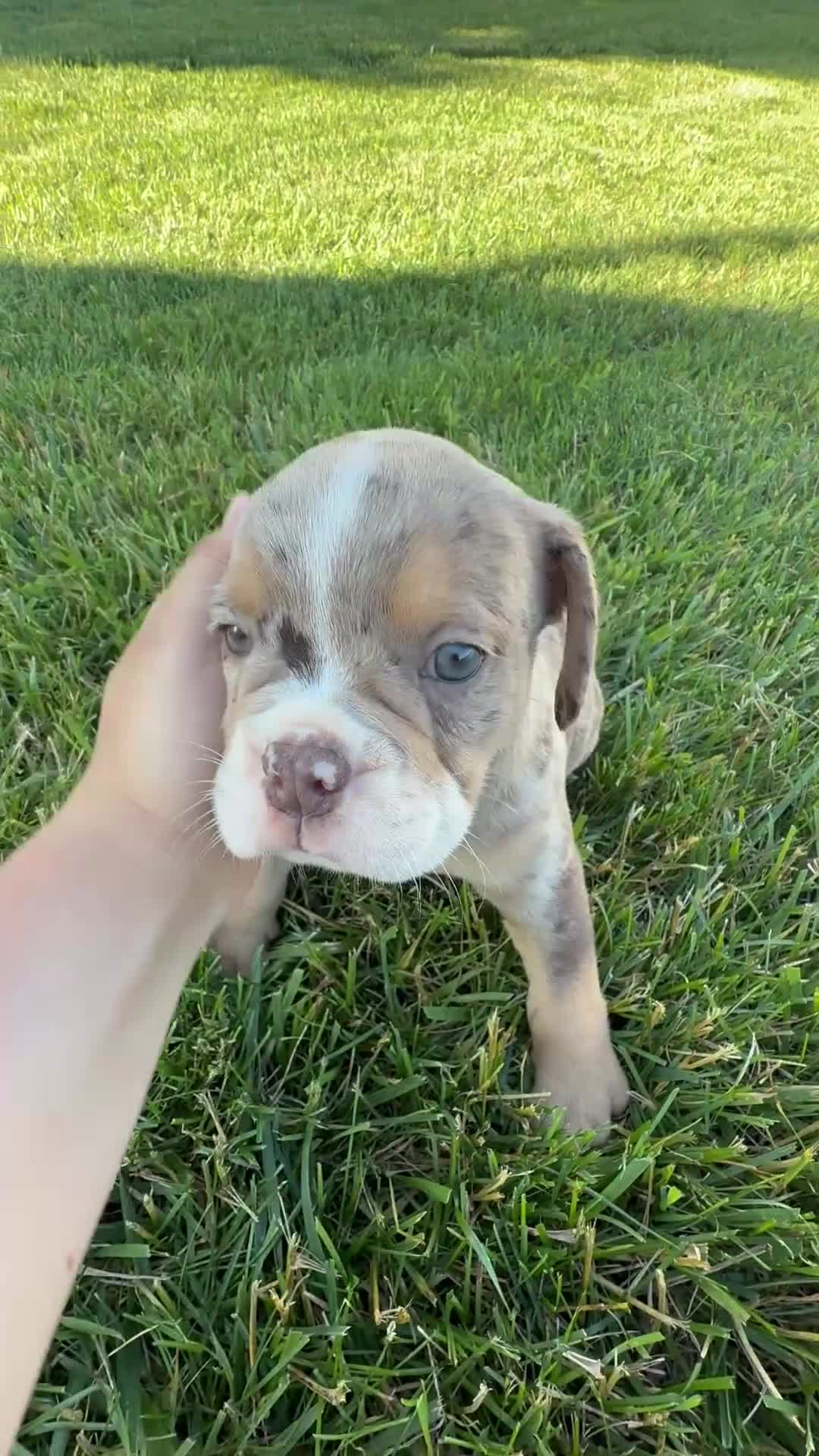 Beabull dogs for sale: Silas - Video 1