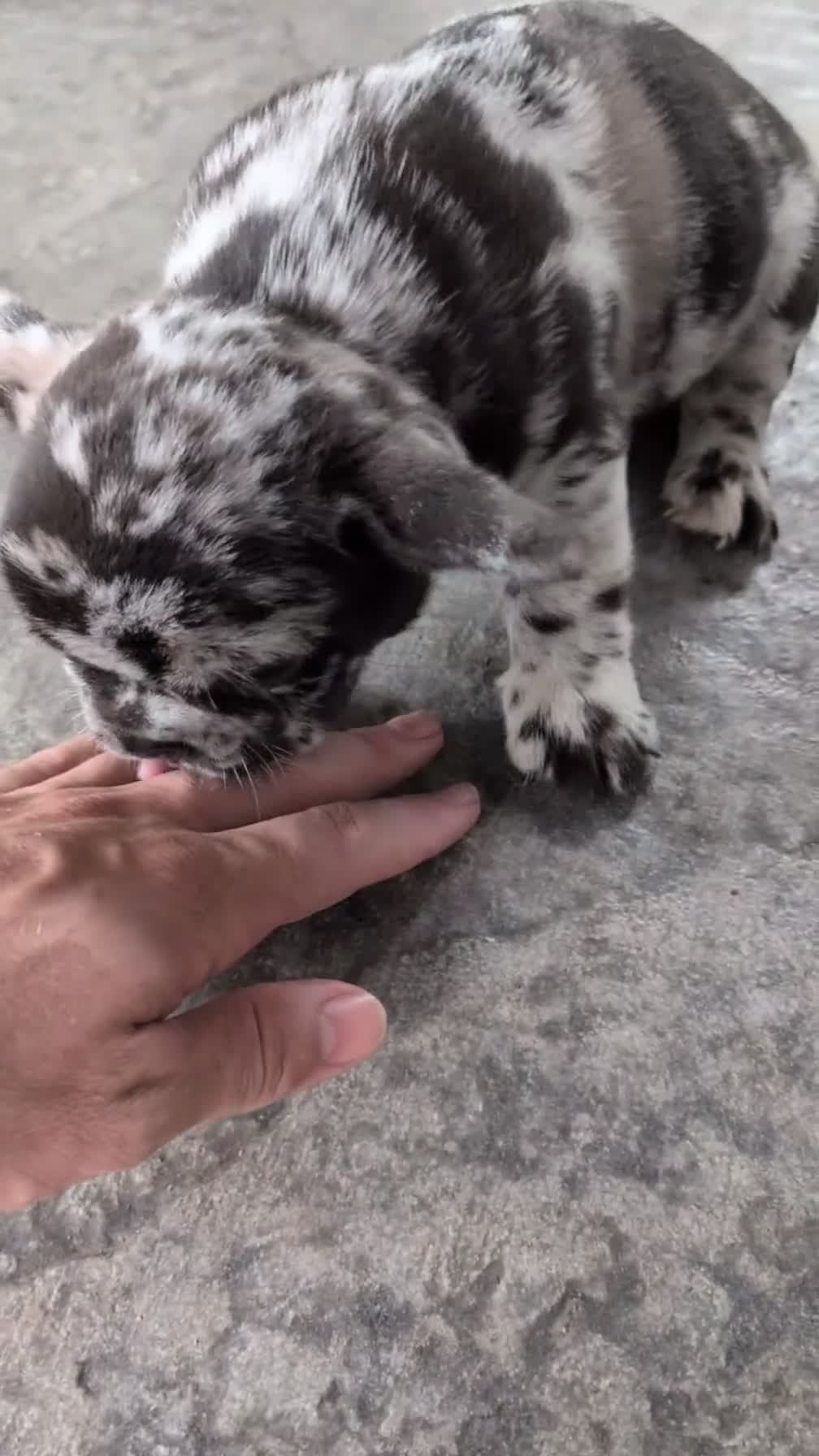 French Bulldog dogs for sale: Flash - Video 1
