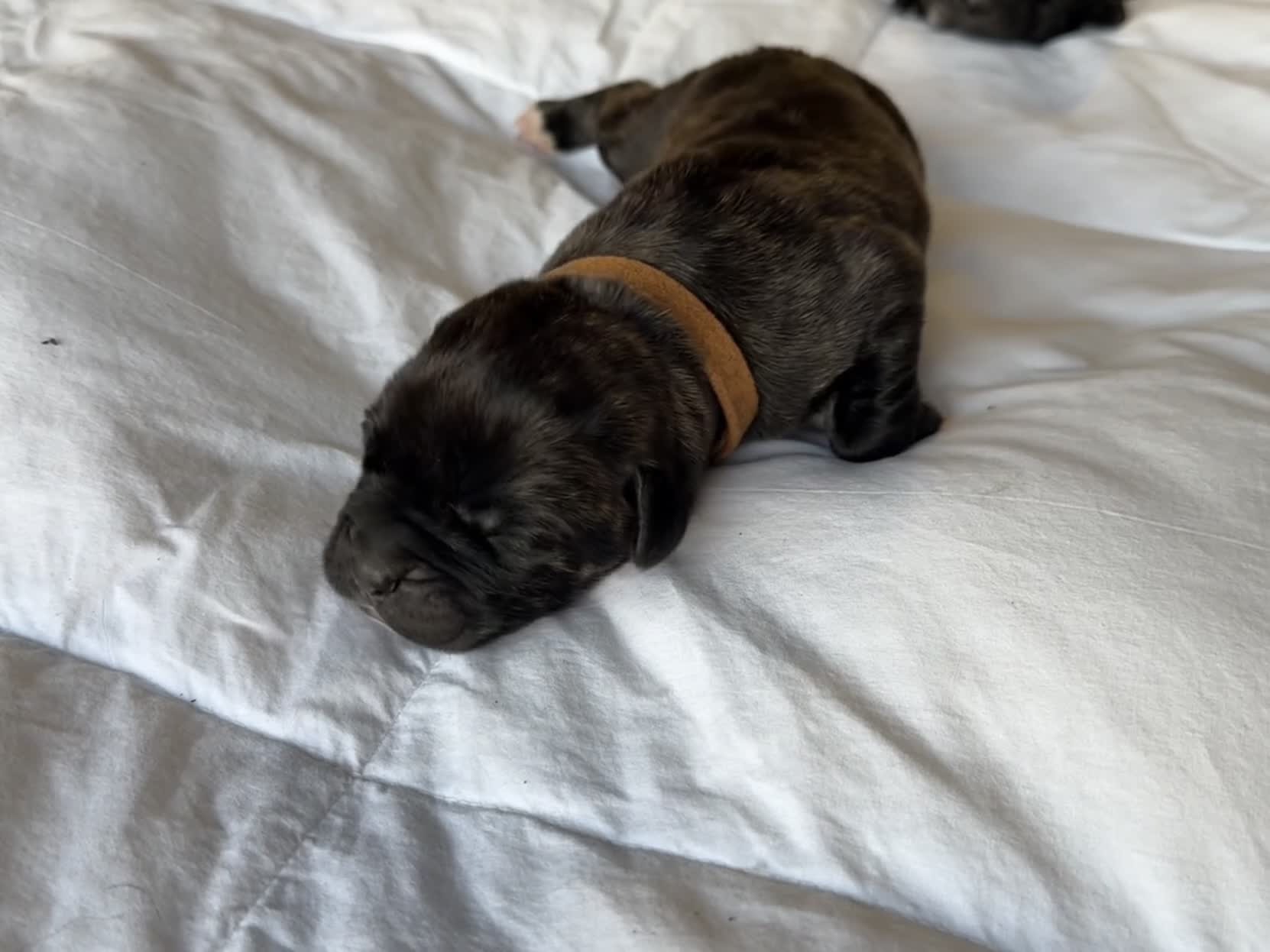 Cane Corso dogs for sale: Cane Corso Puppy 7 - Video 1