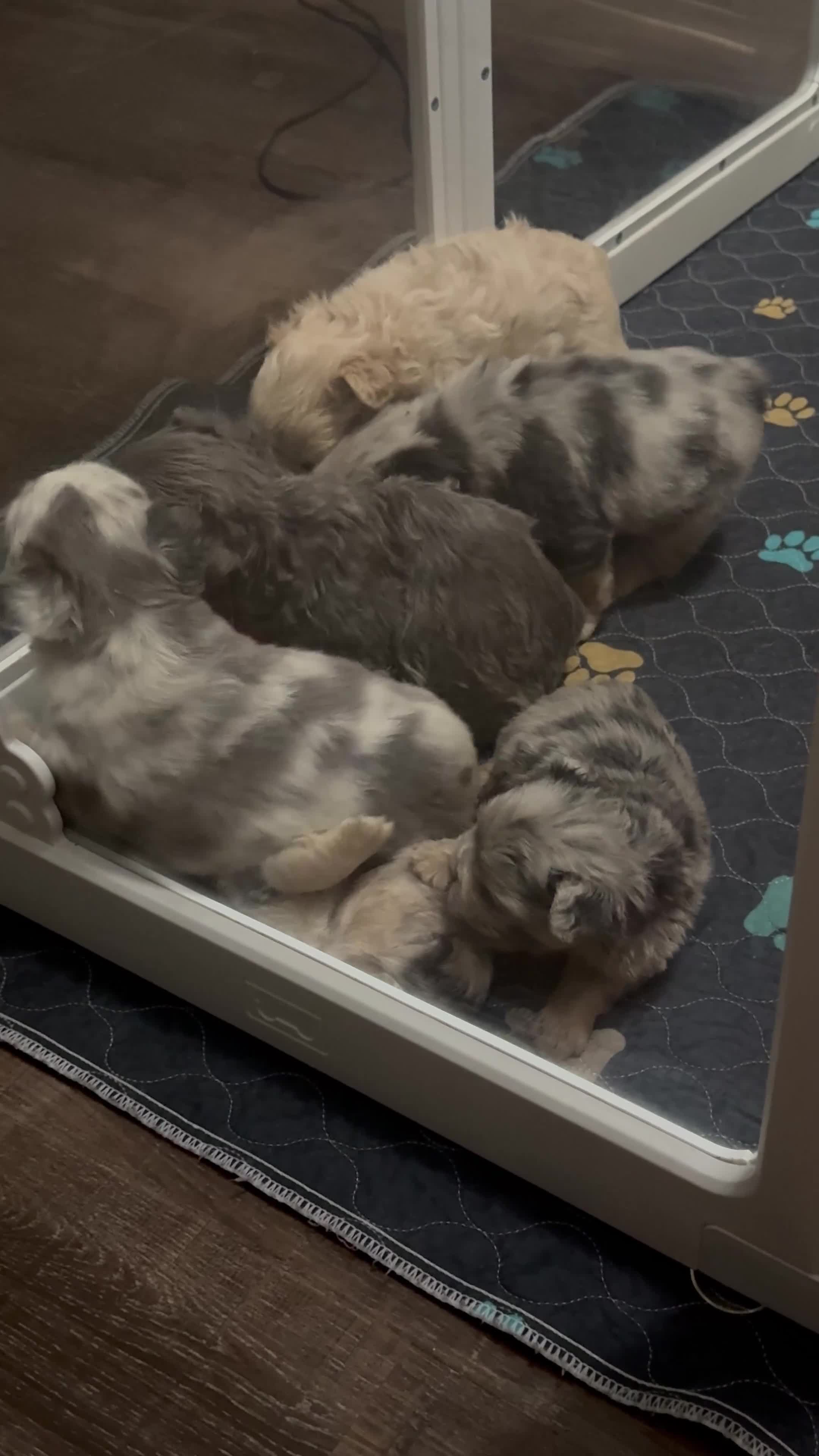French Bulldog dogs for sale: Twix  - Video 3