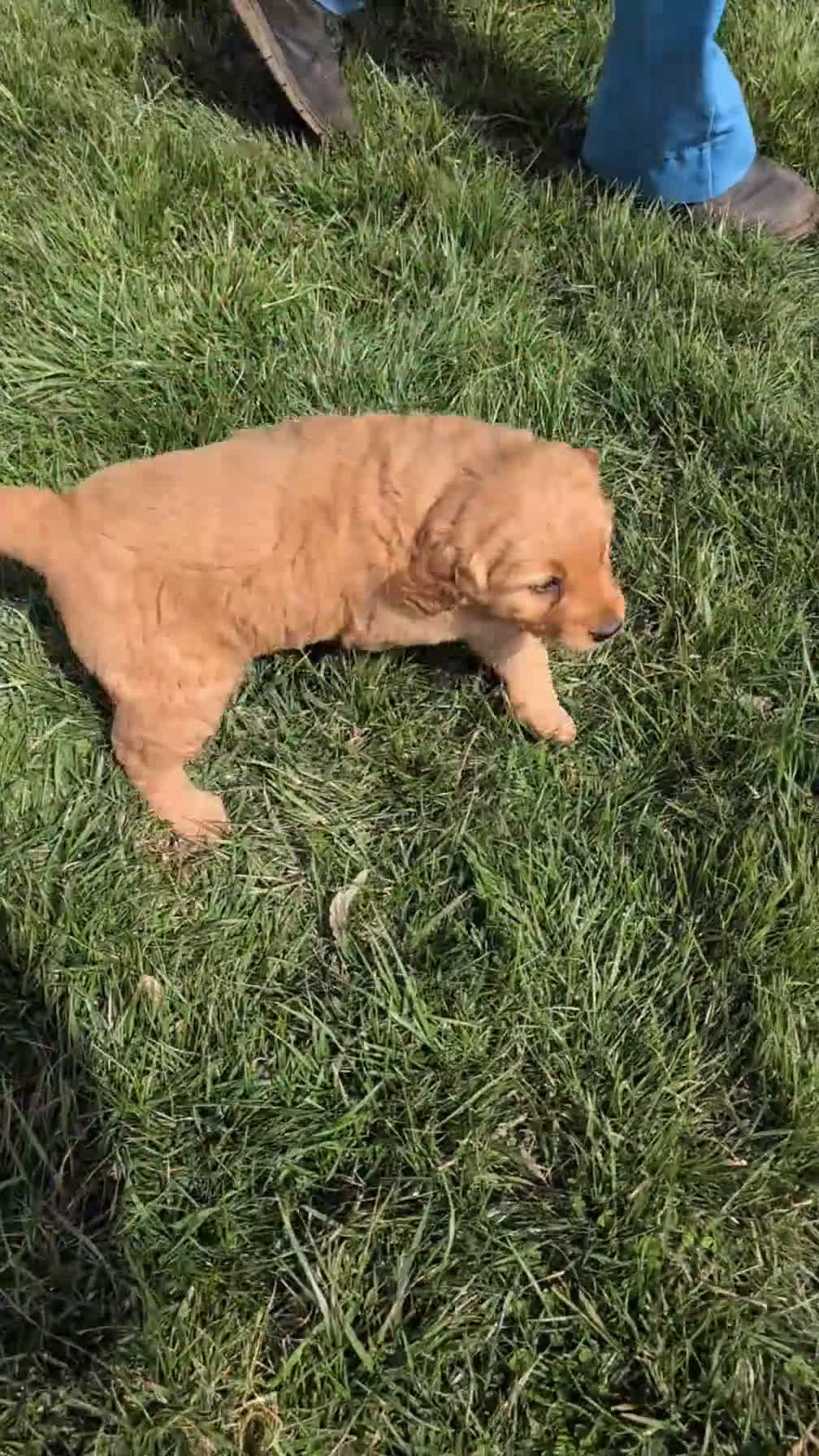Golden Retriever dogs for sale: Dahlia  - Video 1