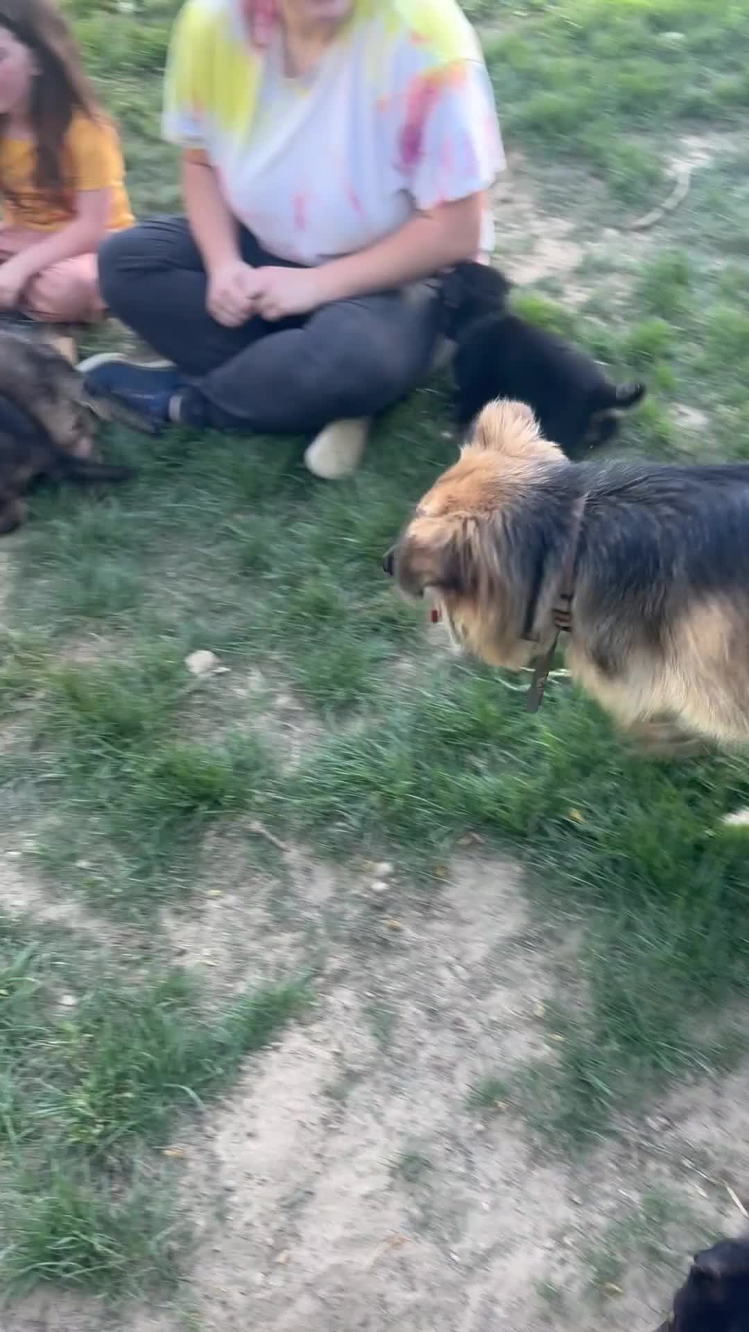 German Shepherd dogs for sale: Blossom  - Video 1