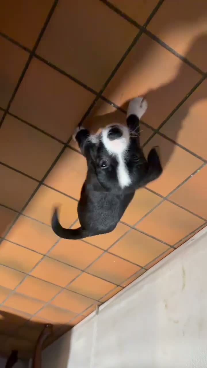 Jack Russell Terrier dogs for sale: Jack Russell Terrier 1 - Video 1