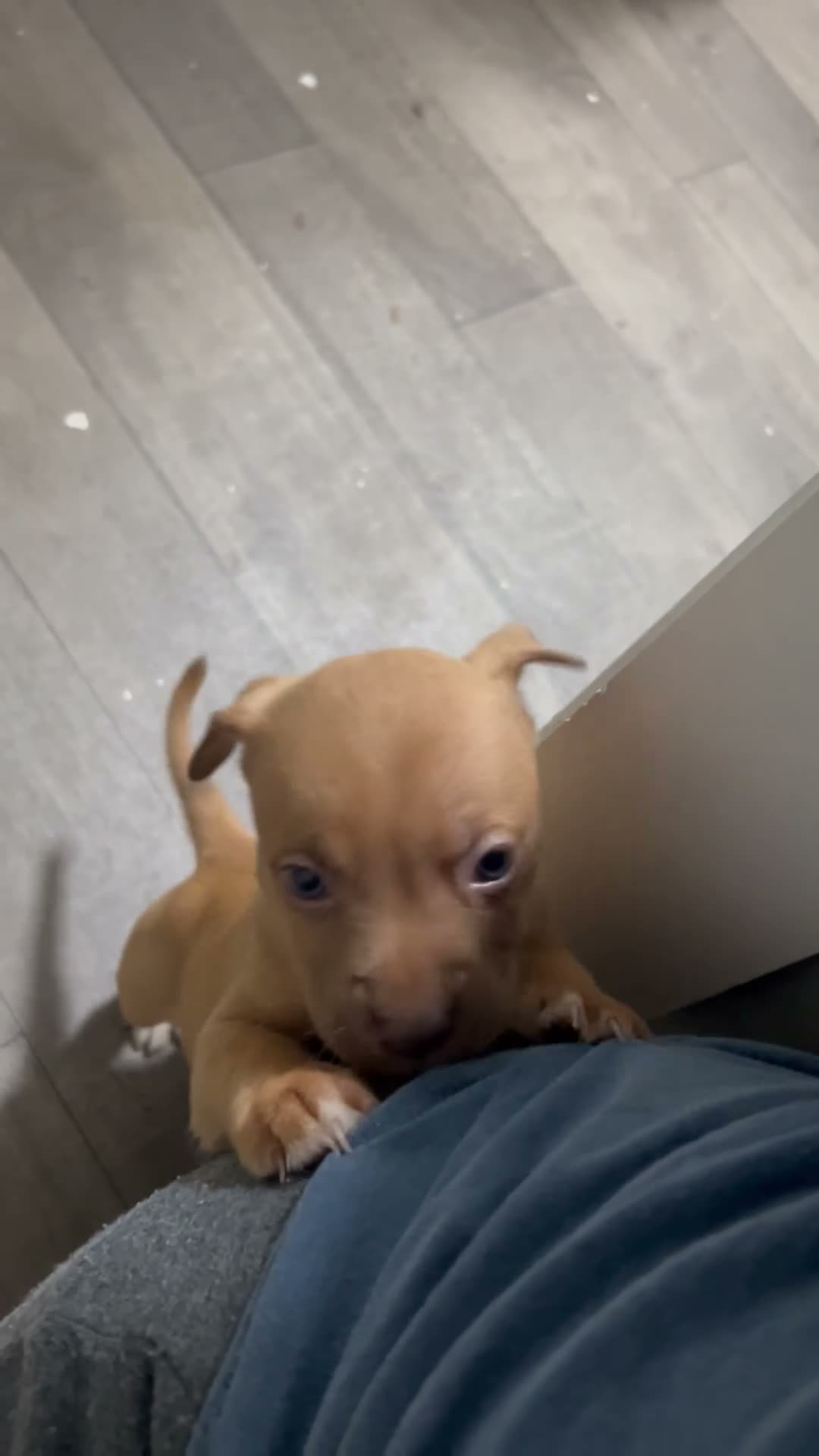 Mixed Breed dogs for sale: Boy 3 - Video 1
