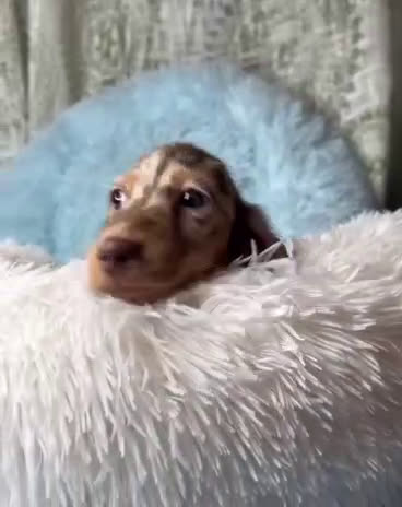 Miniature Dachshund dogs for sale: Miniature Dachshund Puppy 1 - Video 1