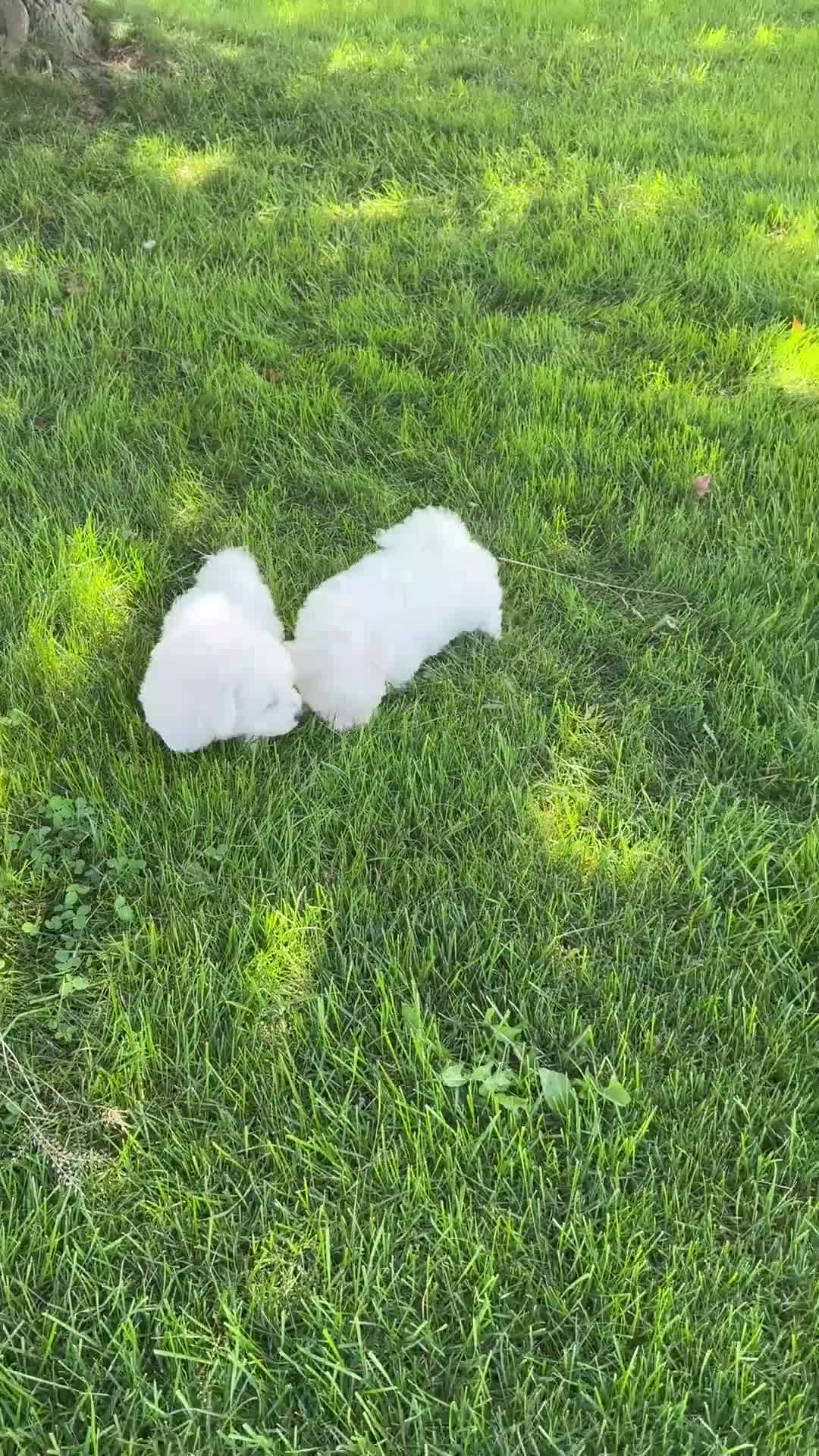 Bichon Frise dogs for sale: Jemima - Video 1