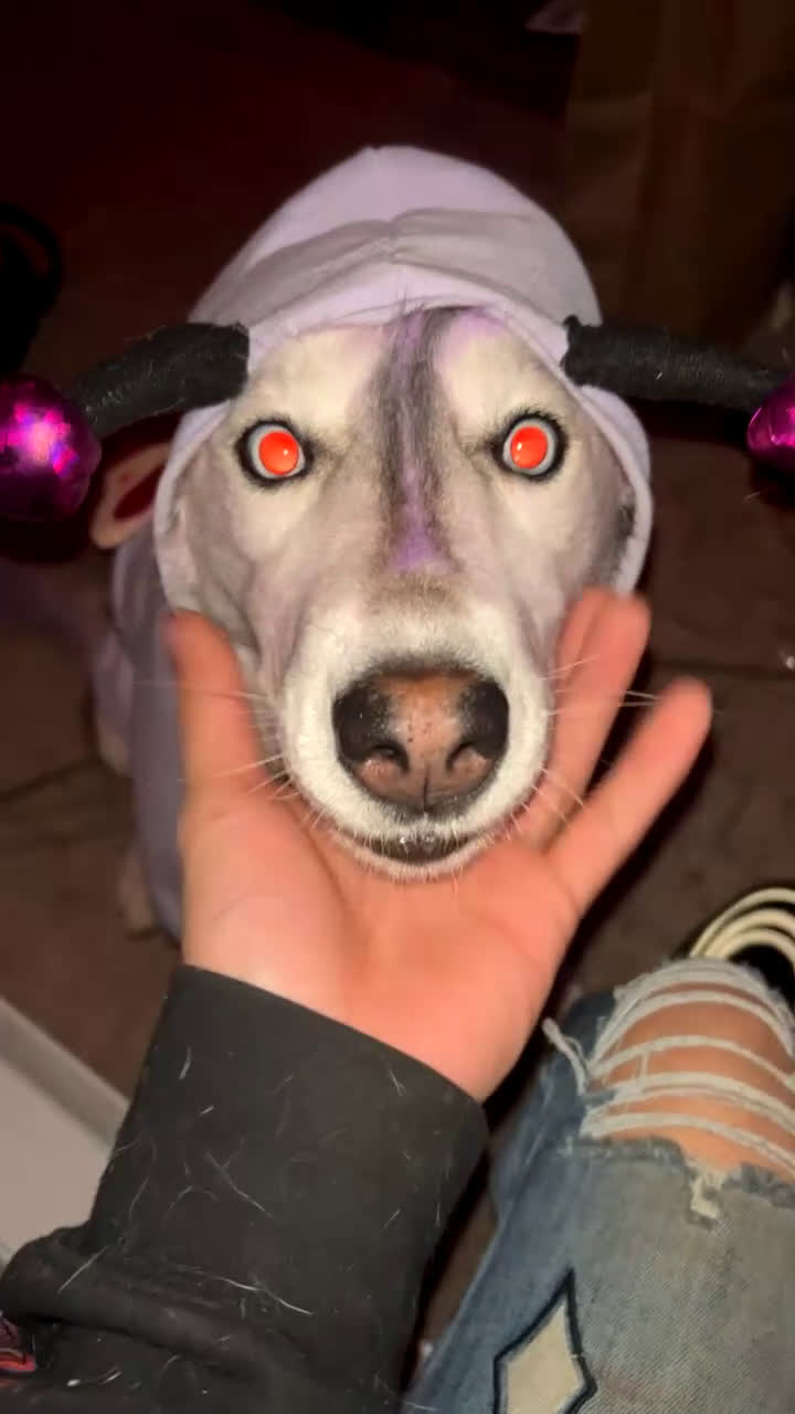 Siberian Husky dogs for sale: Siberian Husky Puppy 1 - Video 1