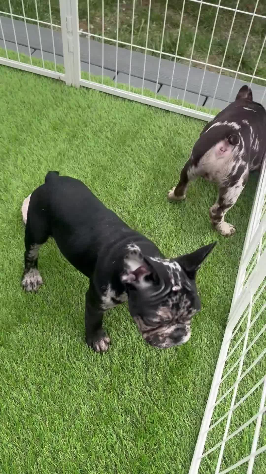 French Bulldog dogs for sale: French Bulldog Puppy 1 - Video 1