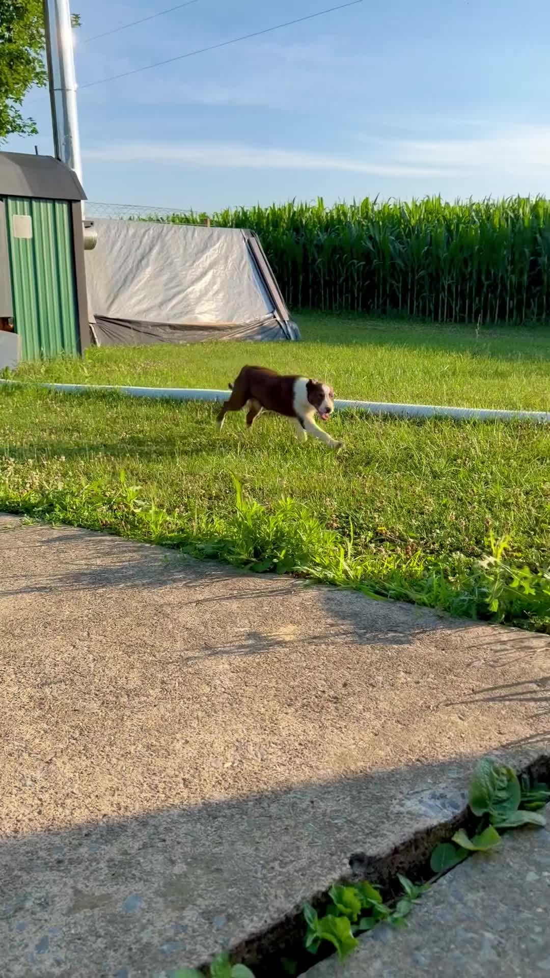 Border Collie dogs for sale: Olivia - Video 1