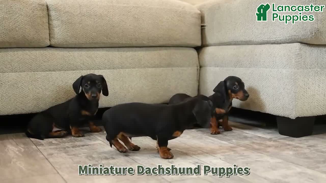 Miniature Dachshund dogs for sale: Trixie - Video 1
