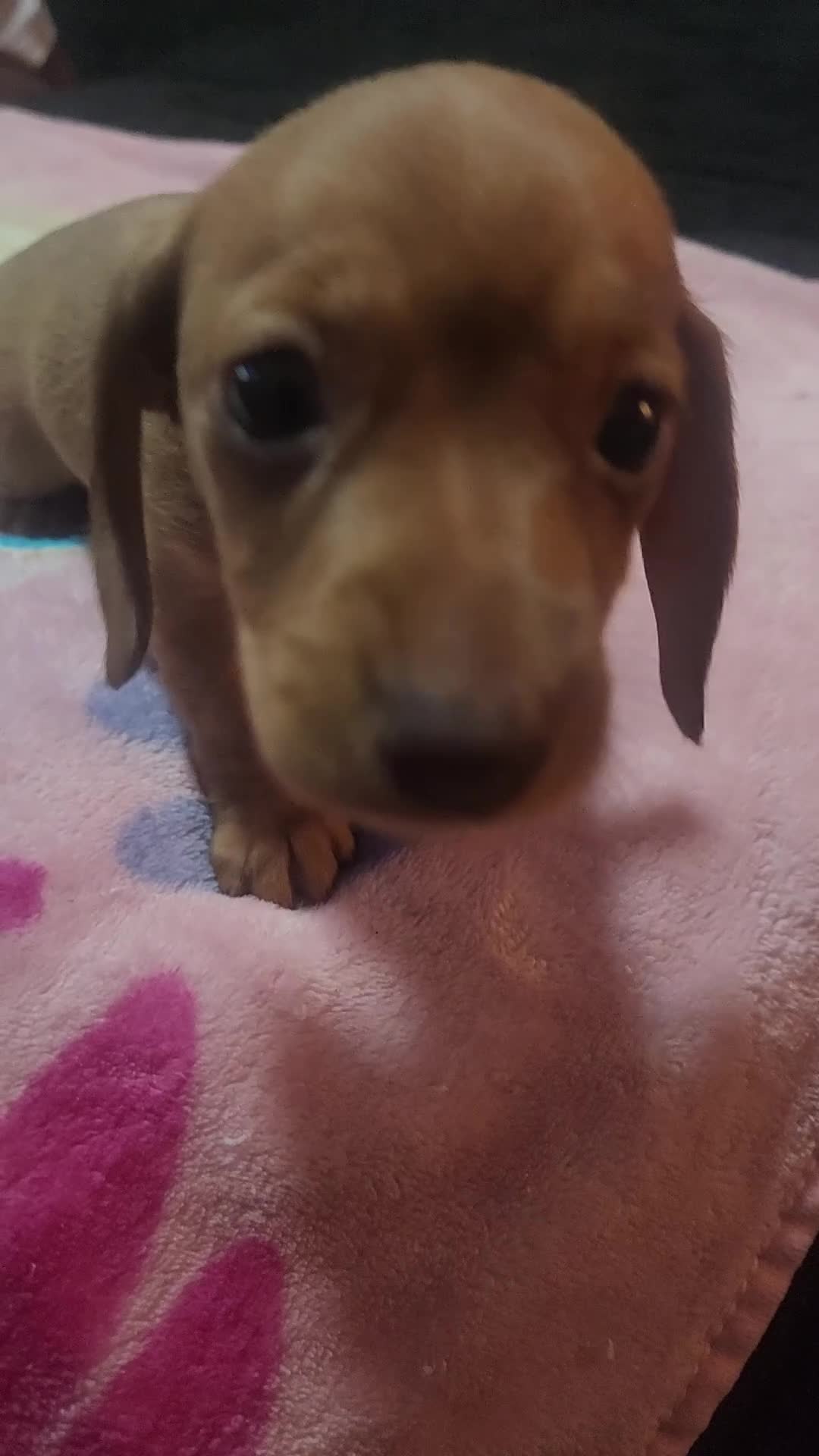 Dachshund dogs for sale: Dachshund Puppy Yellow - Video 1
