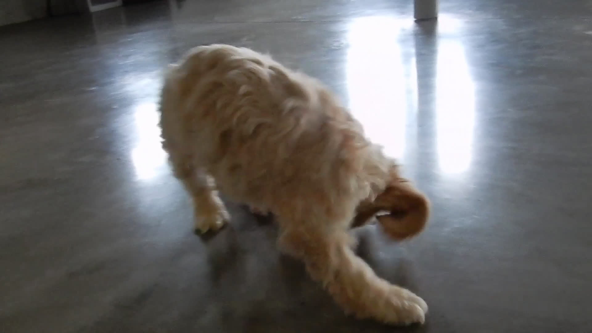 Cockapoo dogs for sale: Gracie - Video 2