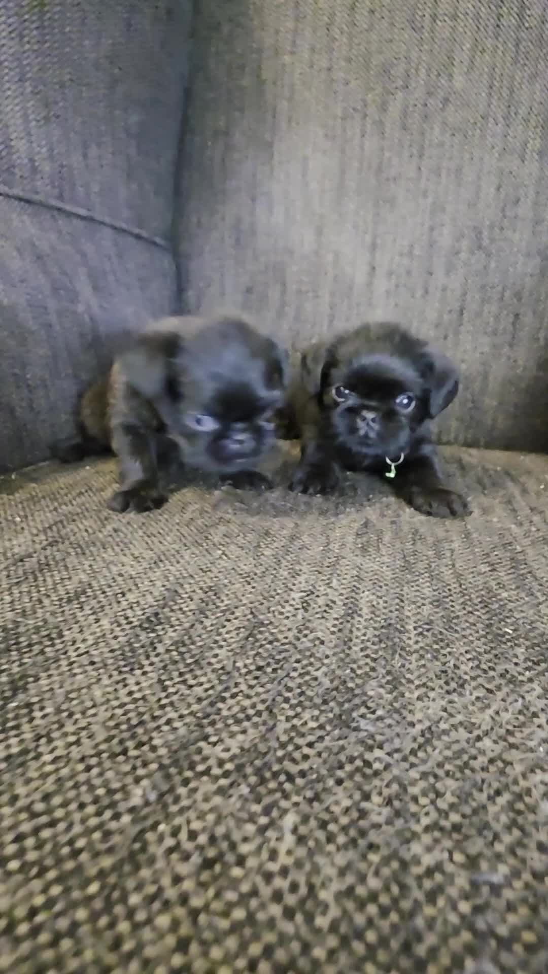 Brussels Griffon dogs for sale: Brussels Griffon Puppy 1 - Video 1
