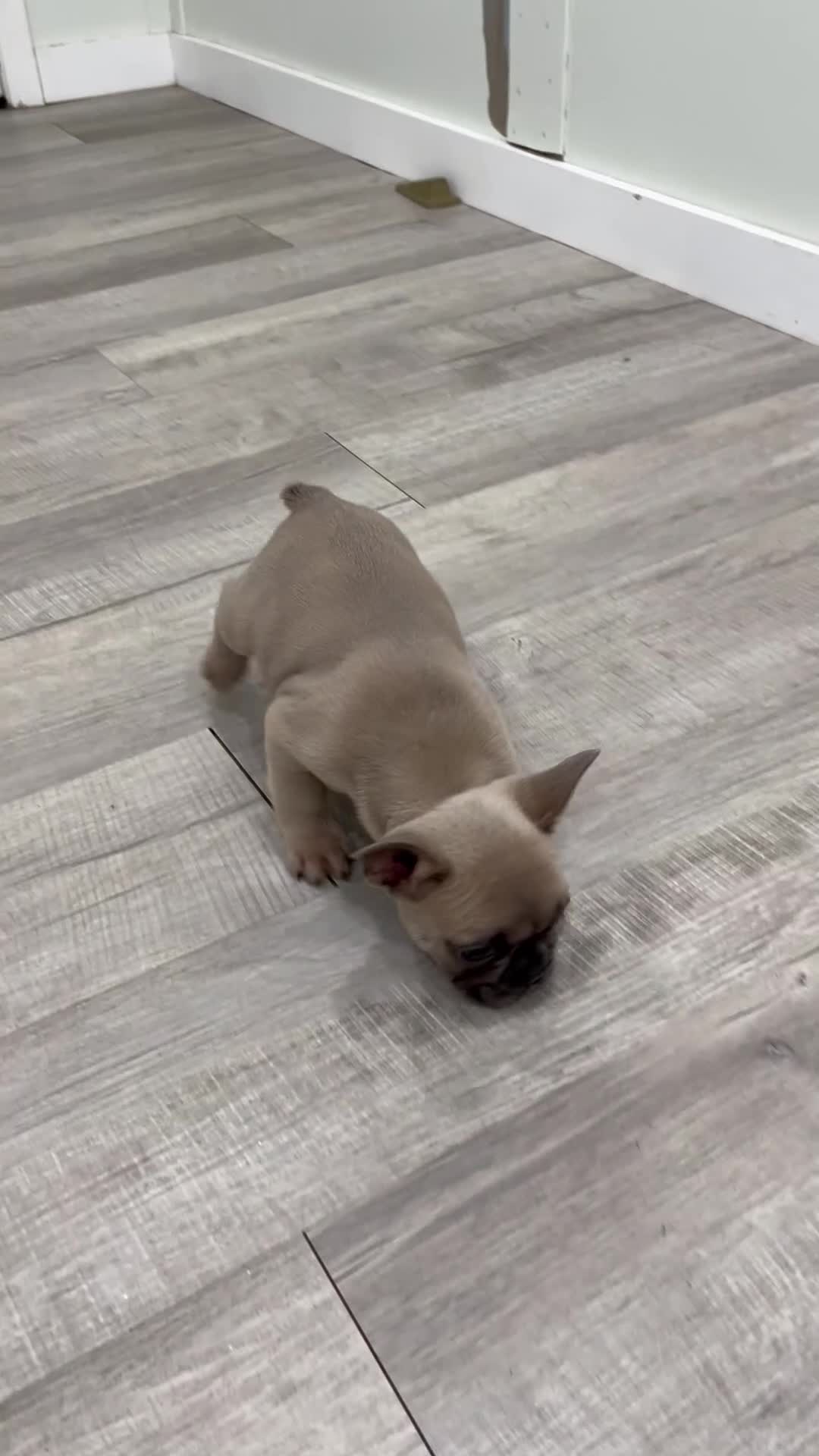 French Bulldog dogs for sale: Duke - Video 1