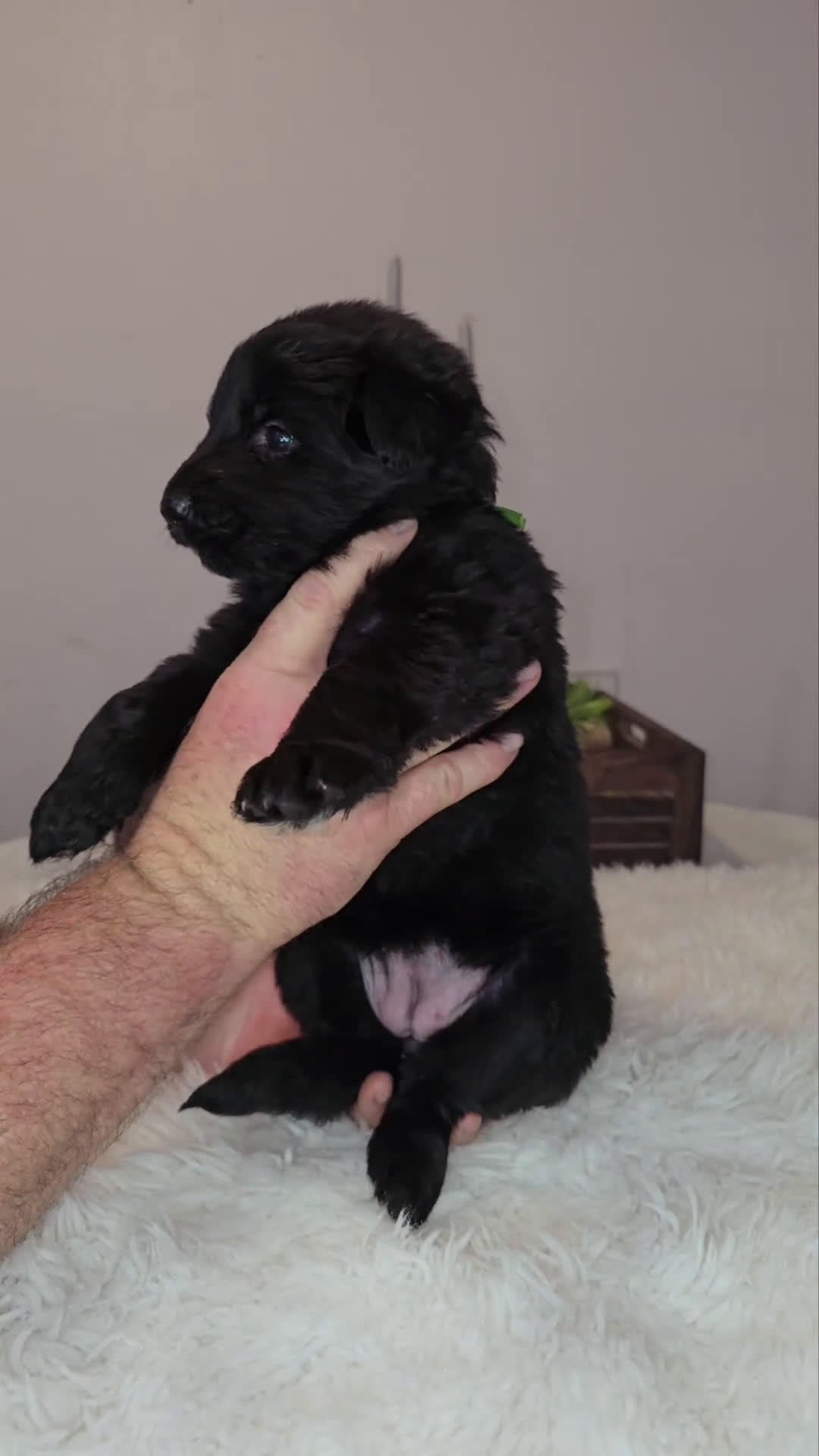 German Shepherd dogs for sale: Solid black long hair female Green - Video 1