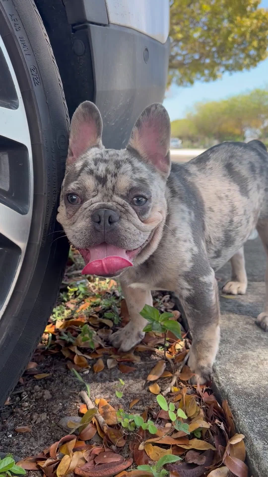 French Bulldog dogs for sale: French Bulldog Puppy 2 - Video 1