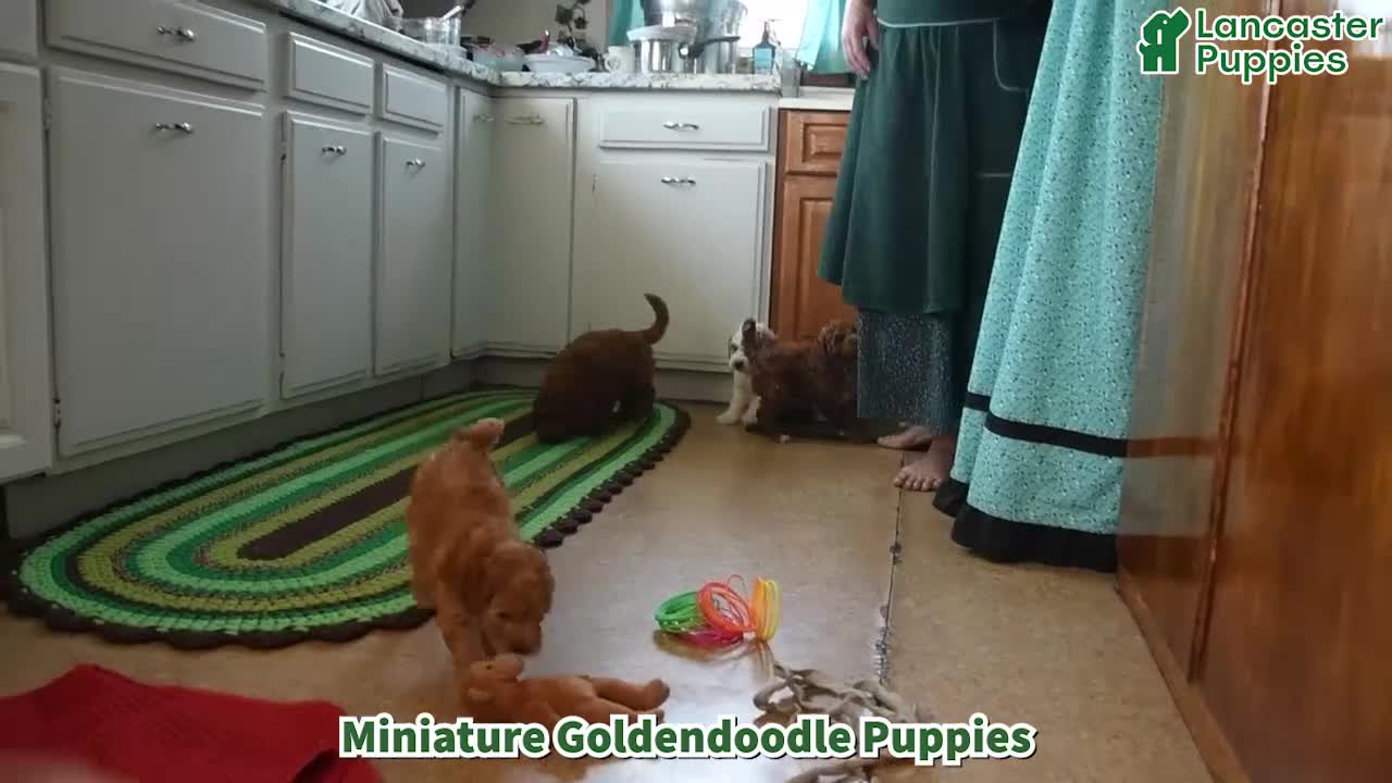 Mini Goldendoodle dogs for sale: Silly Sue  - Video 1