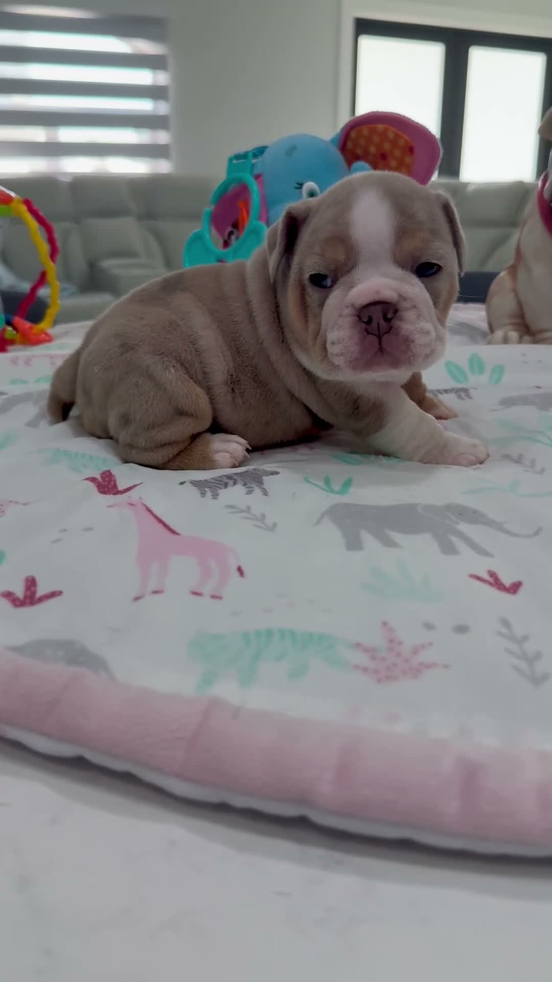 English Bulldog dogs for sale: Linda - Video 2