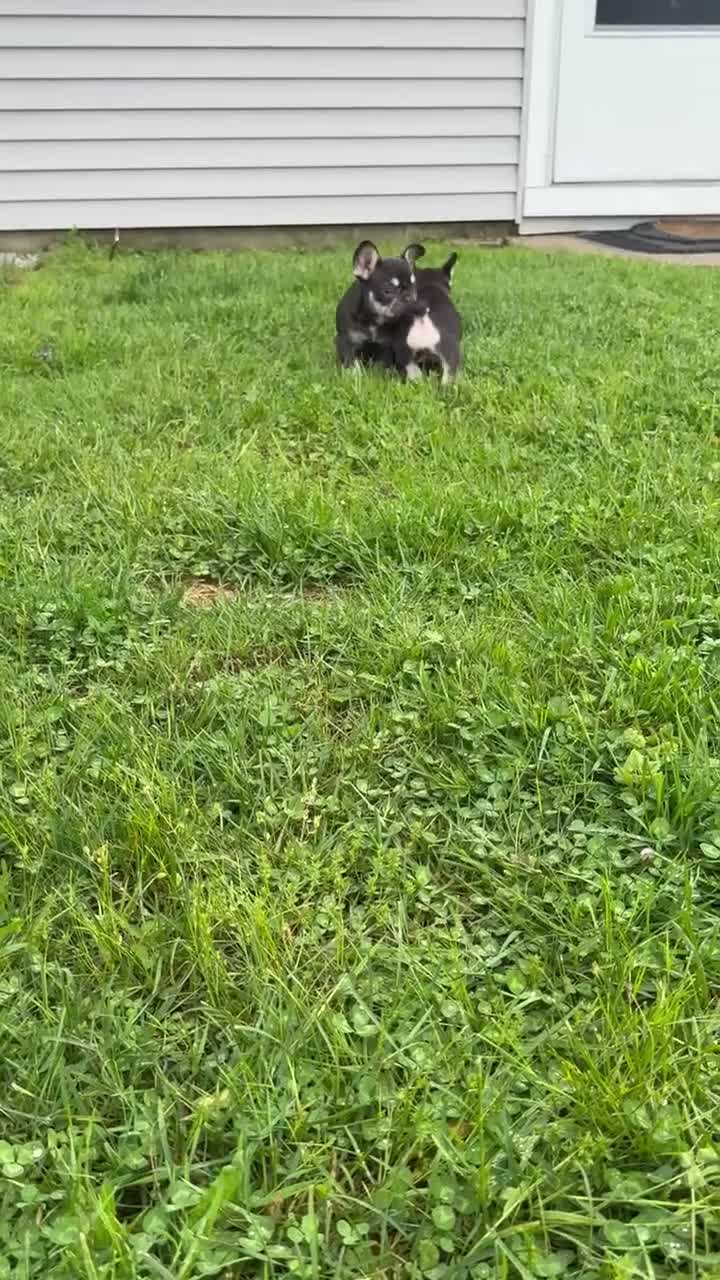 French Bulldog dogs for sale: Dolce - Video 1