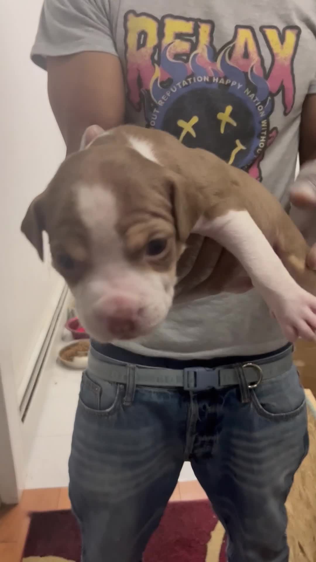 American Pit Bull Terrier dogs for sale: American Pit Bull Terrier 2 - Video 1