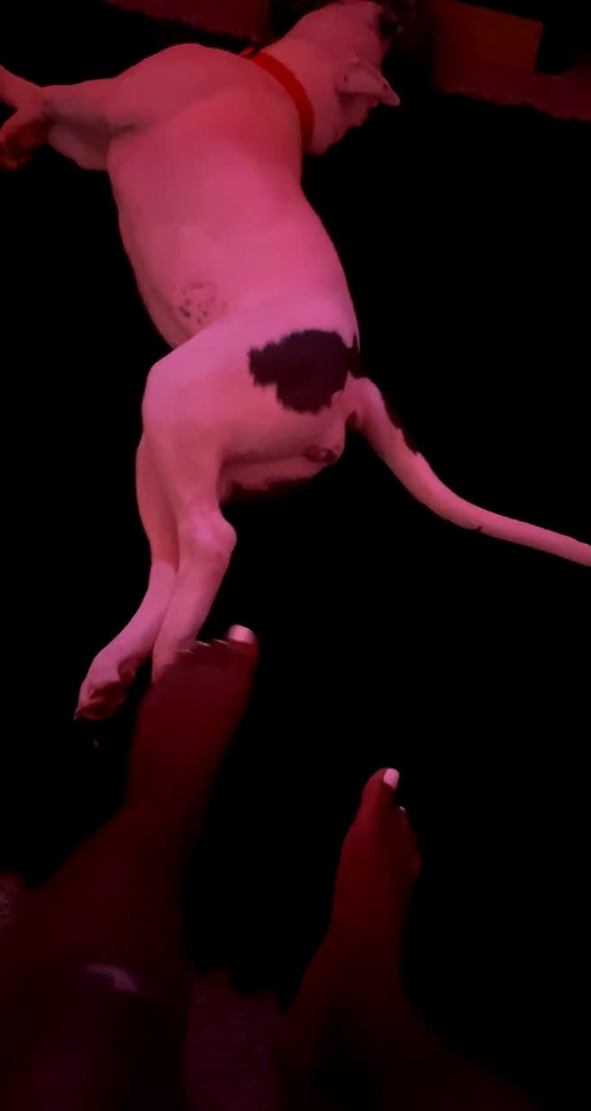 American Bully dogs for sale: American Bully Puppy 1 - Video 2