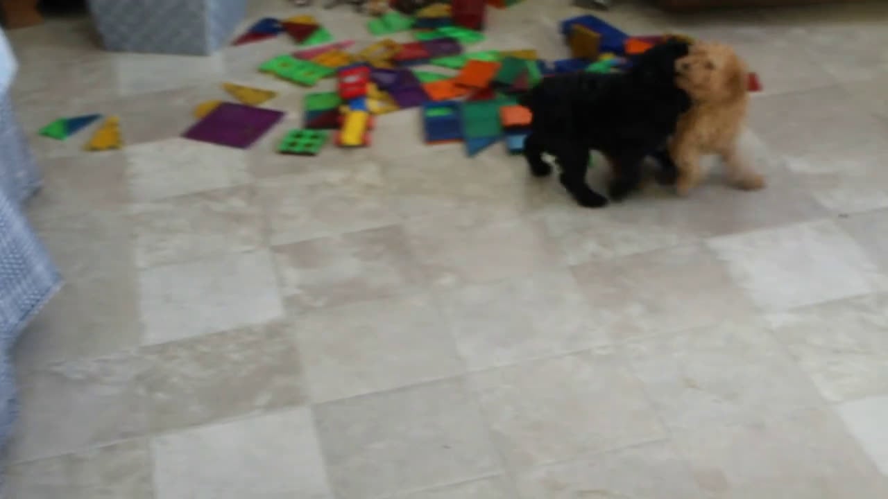 Miniature Poodle dogs for sale: Irene - Video 1