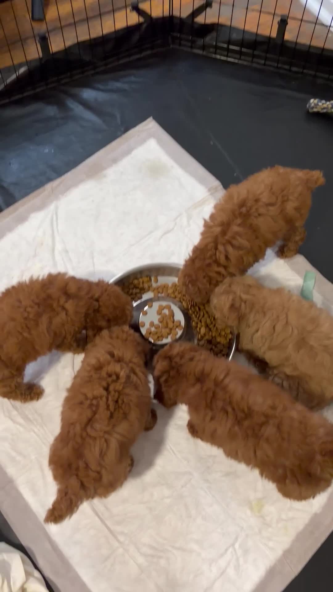 Toy Poodle dogs for sale: Robby - Video 2