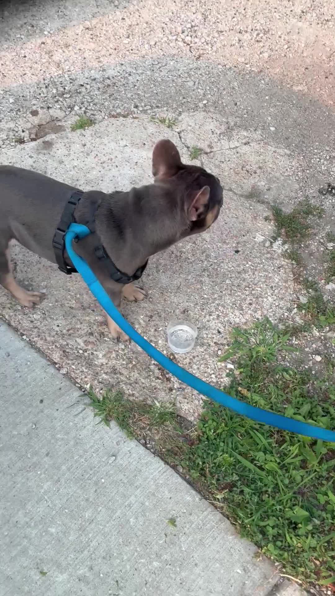 French Bulldog dogs for sale: French Bulldog  - Video 1