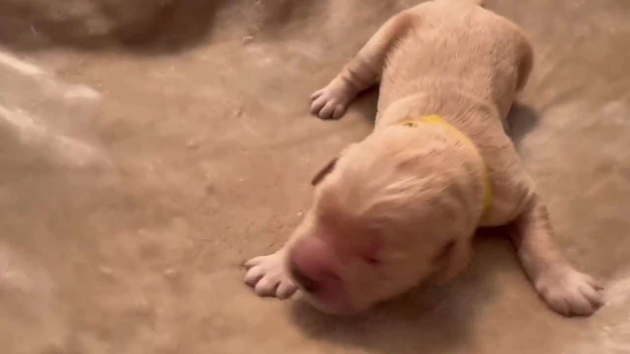Golden Retriever dogs for sale: Golden Retriever 11 - Video 1