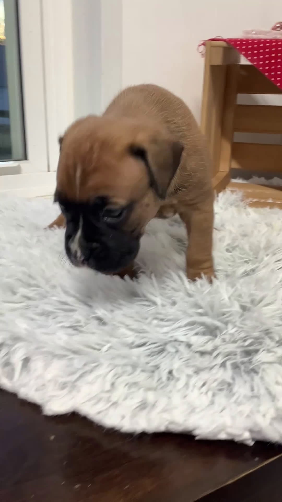 Boxer dogs for sale:  Cindy Puppy 2 - Video 2