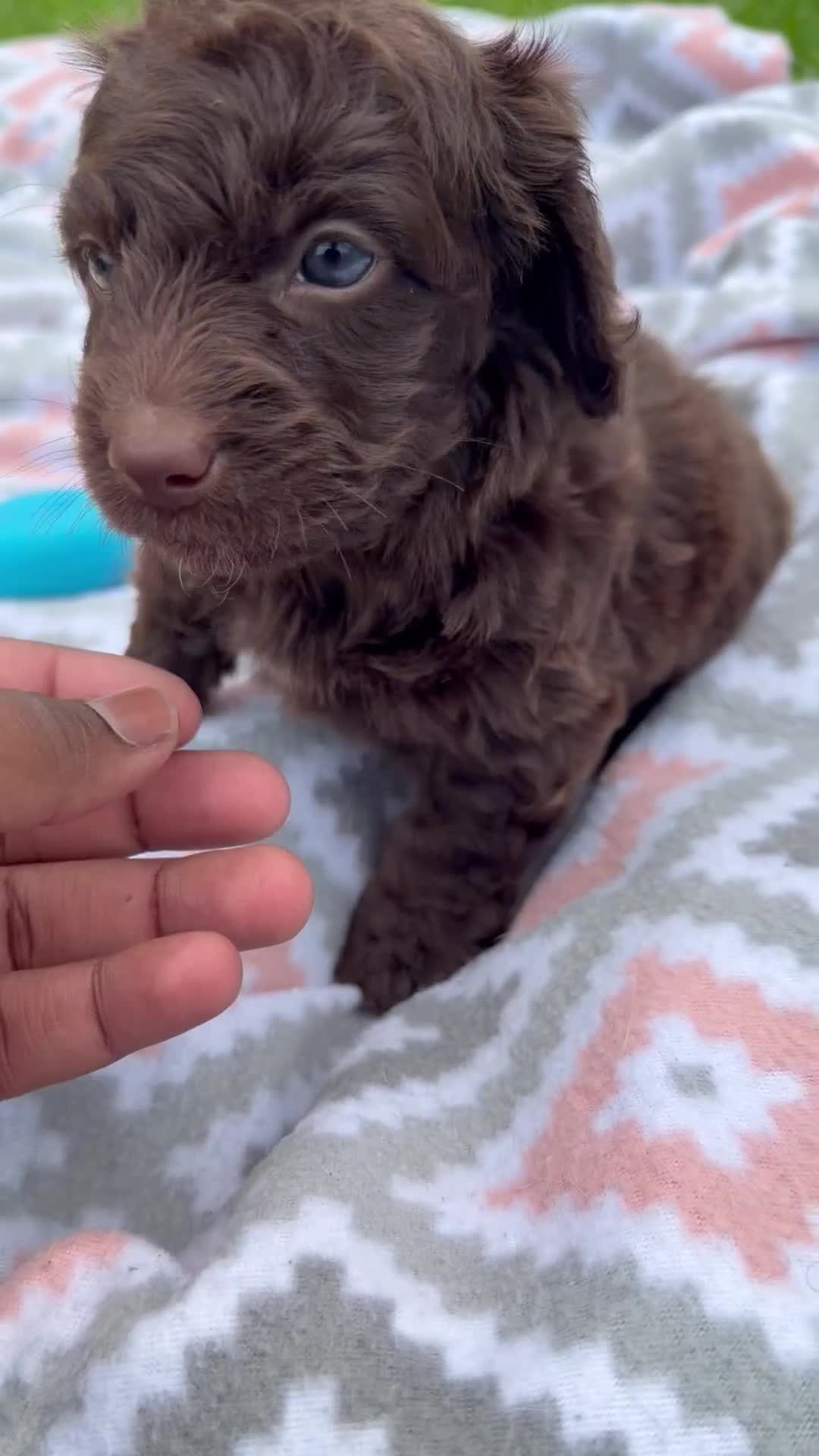 Cockapoo dogs for sale: Nash - Video 1
