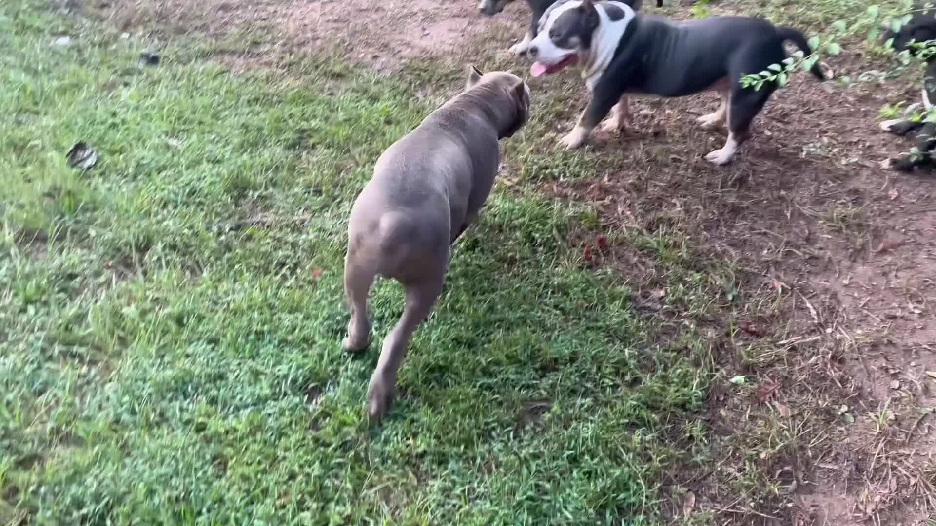 American Bully dogs for sale: American Bully 3 - Video 1