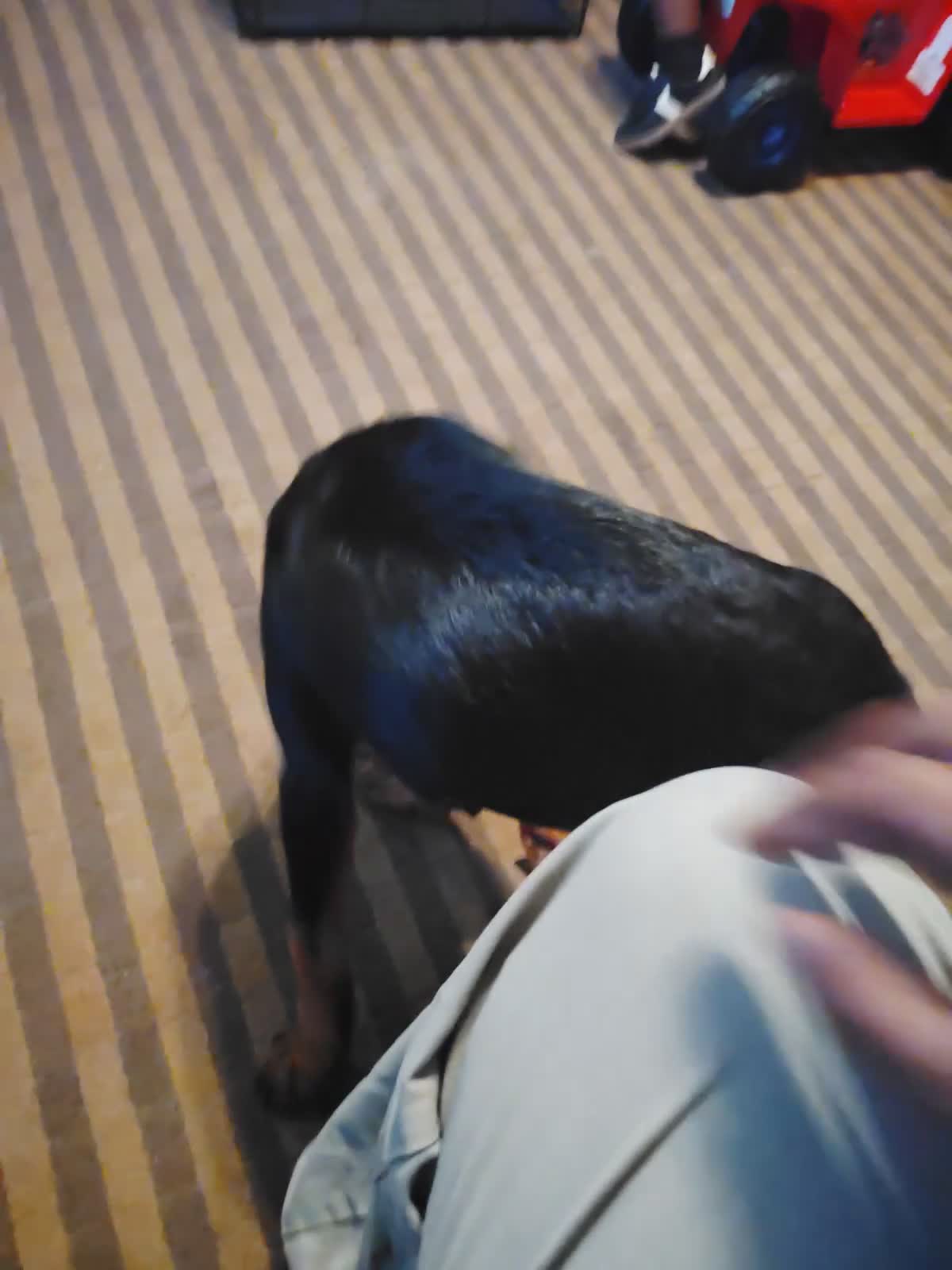Rottweiler dogs for sale: Melina  - Video 1