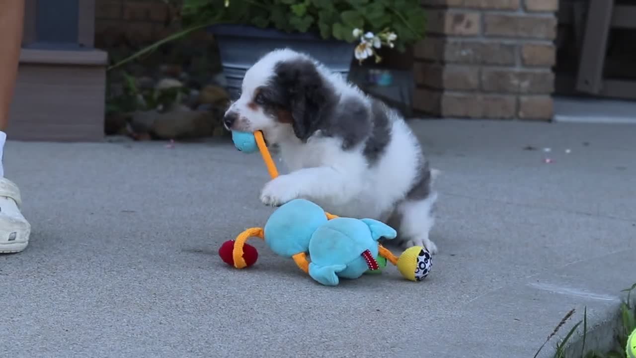 Mini Bernedoodle dogs for sale: Huck - Video 1