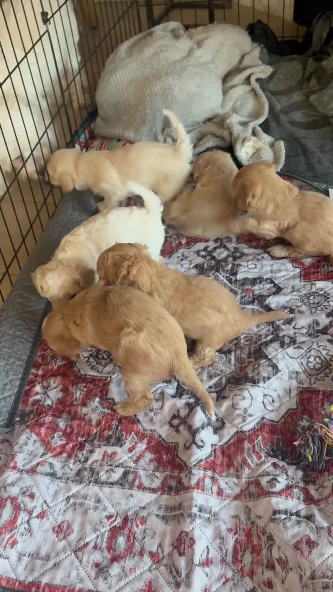 Maltipoo dogs for sale: Cookie - Video 1