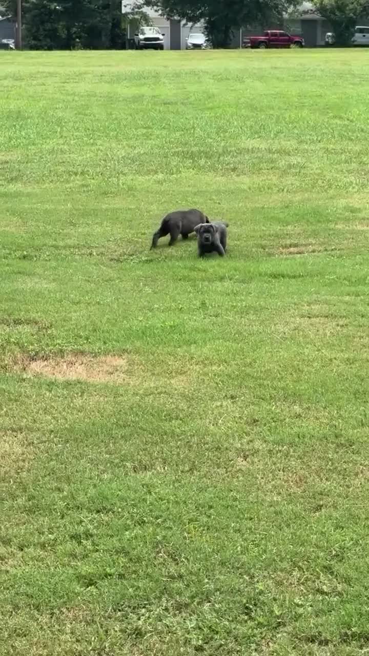 Cane Corso dogs for sale: Cane Corso 1 - Video 1